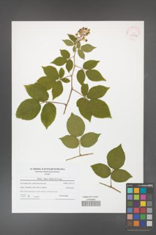 Rubus hirtus [KOR 42083]