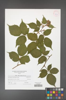 Rubus hirtus [KOR 42132]