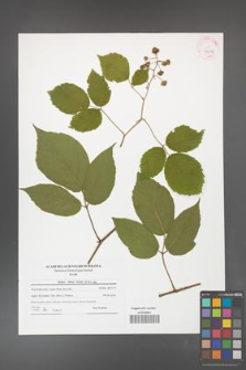 Rubus hirtus [KOR 42134]