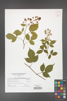 Rubus hirtus [KOR 42056]