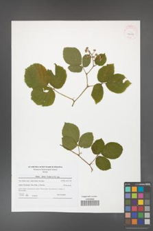 Rubus hirtus [KOR 42065]
