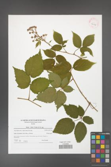 Rubus hirtus [KOR 42064]