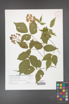 Rubus hirtus [KOR 42151]