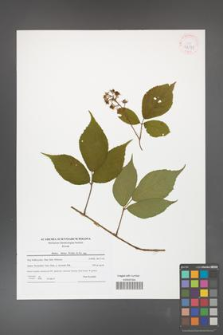 Rubus hirtus [KOR 42141]