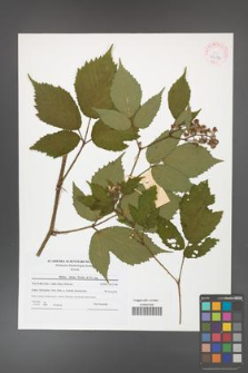 Rubus hirtus [KOR 42184]