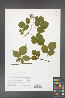 Rubus hirtus [KOR 41546]