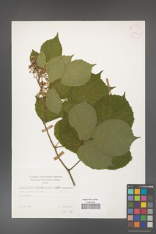 Rubus hirtus [KOR 25630]