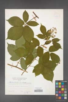 Rubus hirtus [KOR 24919]