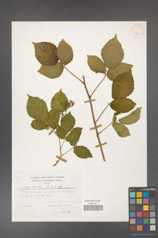 Rubus hirtus [KOR 25217]