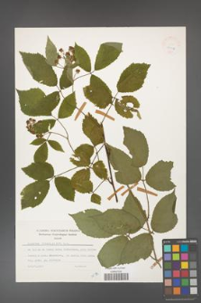 Rubus hirtus [KOR 24959]