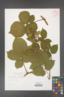 Rubus hirtus [KOR 29242]