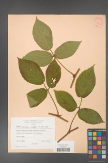 Rubus hirtus [KOR 24347]