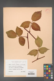 Rubus hirtus [KOR 24353]