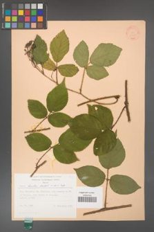 Rubus hirtus [KOR 31368]