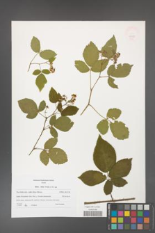 Rubus hirtus [KOR 47754]