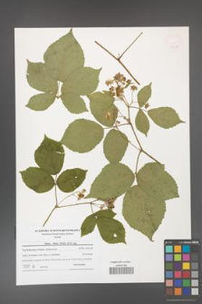 Rubus hirtus [KOR 47734]