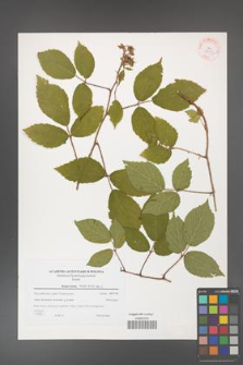 Rubus hirtus [KOR 38932]