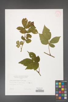 Rubus hirtus [KOR 32274]