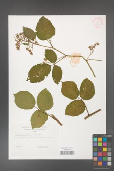Rubus hirtus [KOR 32265]