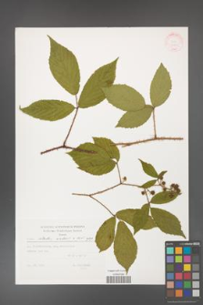 Rubus hirtus [KOR 32396]