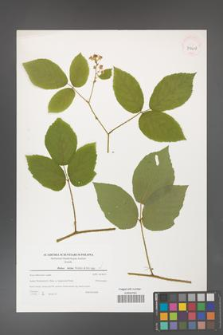 Rubus hirtus [KOR 39618]