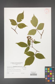 Rubus hirtus [KOR 38784]
