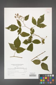 Rubus hirtus [KOR 39613]