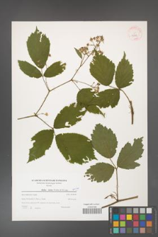 Rubus hirtus [KOR 39783]