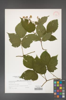 Rubus hirtus [KOR 39782]
