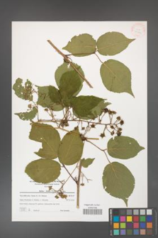 Rubus hirtus [KOR 39761]