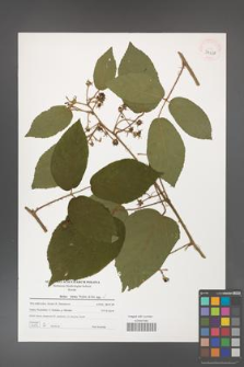 Rubus hirtus [KOR 39638]