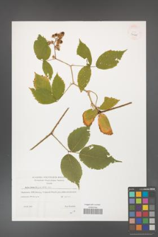 Rubus hirtus [KOR 39505]