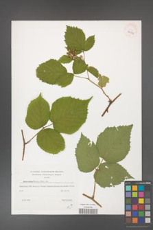 Rubus hirtus [KOR 39506]