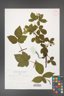 Rubus hirtus [KOR 29459]