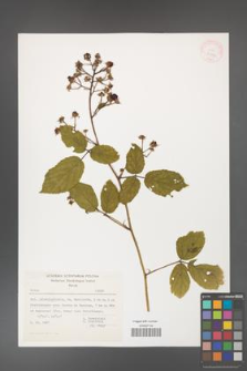Rubus hirtus [KOR 27847]