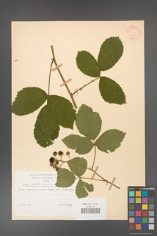 Rubus hirtus [KOR 31209]