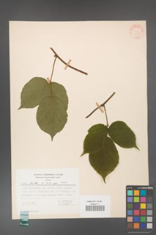 Rubus hirtus [KOR 31343]