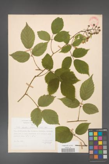 Rubus hirtus [KOR 31311]