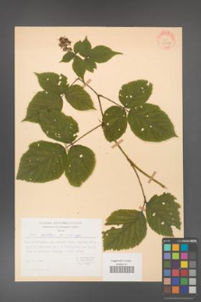 Rubus hirtus [KOR 31247]