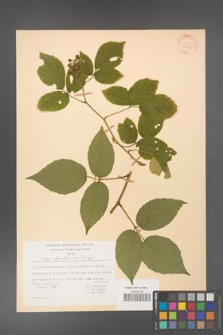 Rubus hirtus [KOR 31238]