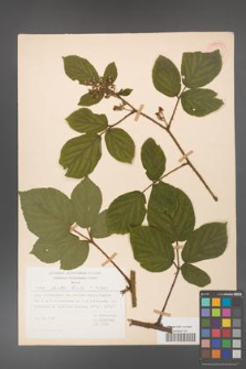 Rubus hirtus [KOR 31235]