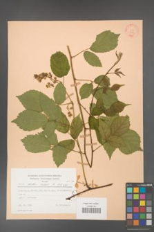 Rubus hirtus [KOR 22769]