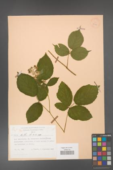 Rubus hirtus [KOR 27964]