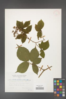 Rubus hirtus [KOR 24784]