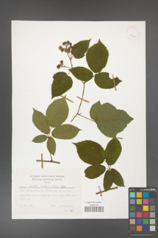 Rubus hirtus [KOR 24842]