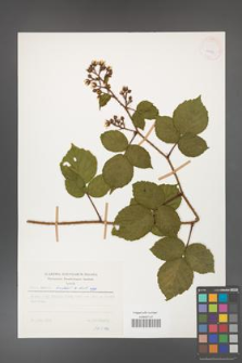 Rubus hirtus [KOR 27883]