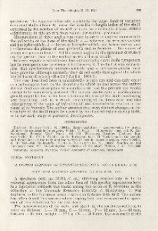 A rufous specimen of Eptesicus serotinus (Schreber, 1774); Rudy okaz Eptesicus serotinus (Schreber, 1774)