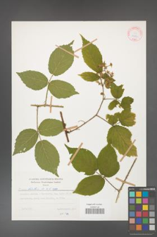 Rubus hirtus [KOR 27882]