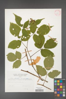 Rubus hirtus [KOR 27884]