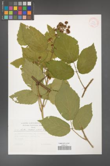 Rubus hirtus [KOR 30459]